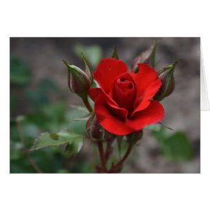 Rote Rose Bud