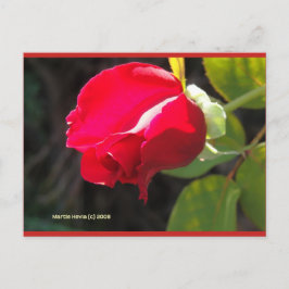 Rote Rose Bud | Blue Beach Song™ Postkarte