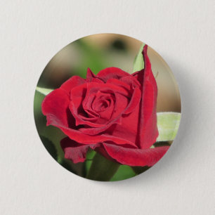 Rote Rose Button