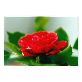 Rote Rose der Leidenschaft mit Taubstropfen Fotodruck