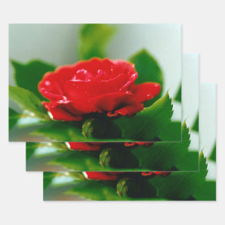 Rote Rose der Leidenschaft mit Taubstropfen Geschenkpapier Set