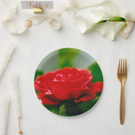 Rote Rose der Leidenschaft mit Taubstropfen Pappteller