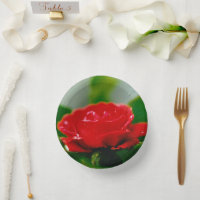 Rote Rose der Leidenschaft mit Taubstropfen