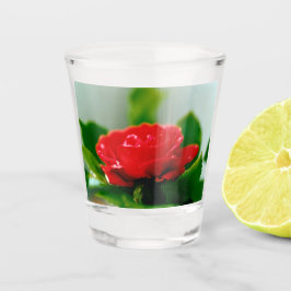 Rote Rose der Leidenschaft mit Taubstropfen Schnapsglas