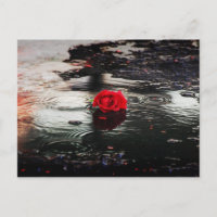 Rote Rose des Single im Regen