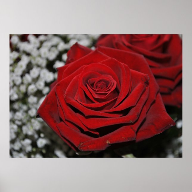 Rote Rose - Druck Poster (Vorne)