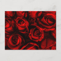 Rote Rose Elegante Postkarte