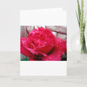 Rote Rose Feiertagskarte