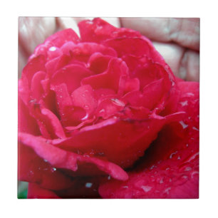 Rote Rose Fliese