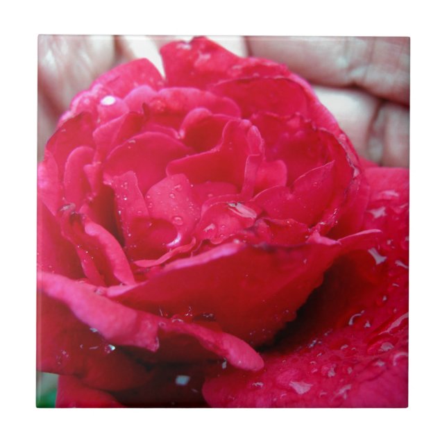 Rote Rose Fliese (Vorderseite)