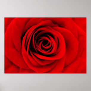 Rote Rose Floral Poster
