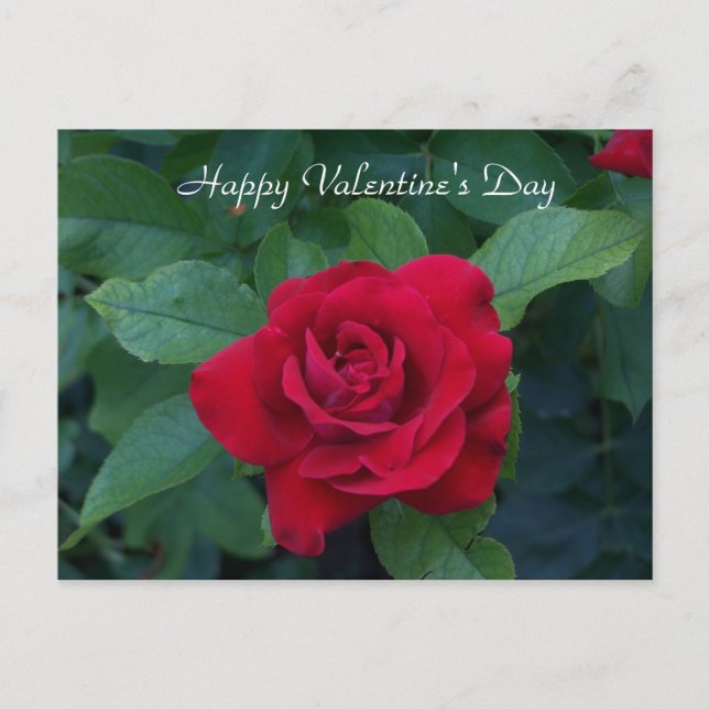 Rote Rose Foto Feiertagspostkarte (Vorderseite)