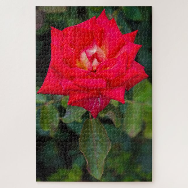 Rote Rose Foto Jigsaw Puzzle (Vertikal)