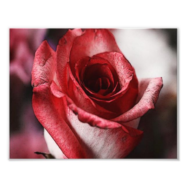 Rote Rose Fotodruck (Vorne)