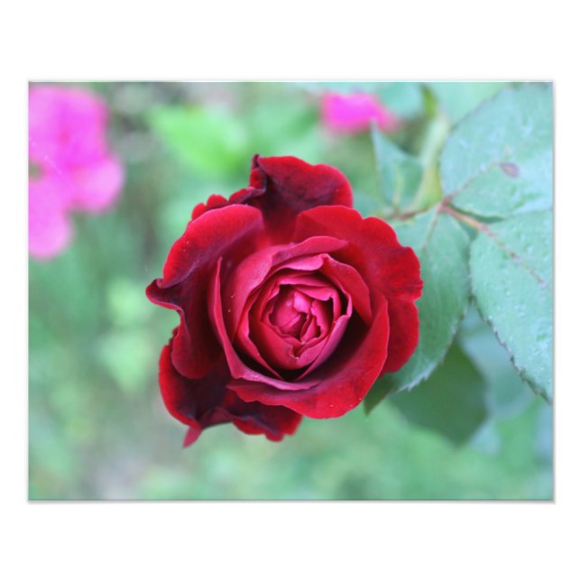 Rote Rose Fotodruck (Vorne)