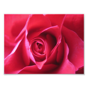 Rote Rose Fotodruck