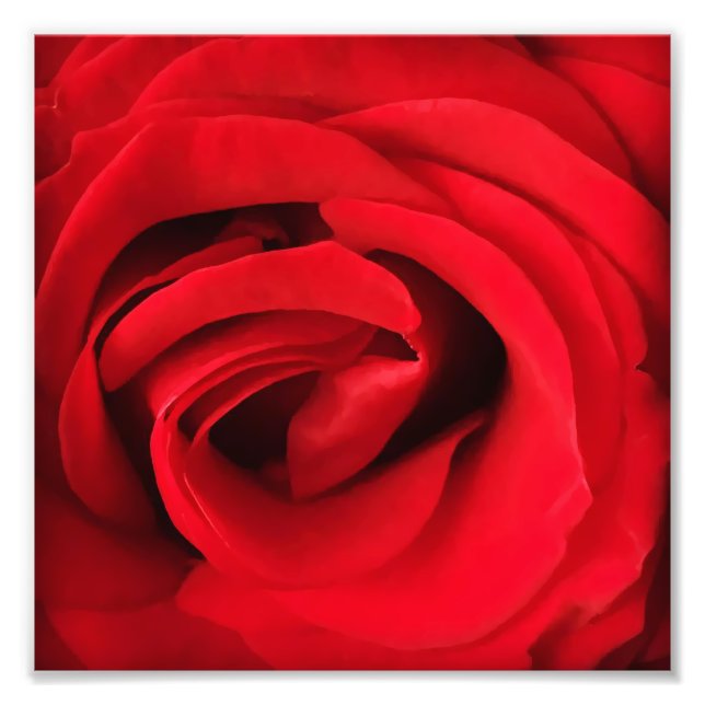Rote Rose Fotodruck (Vorne)