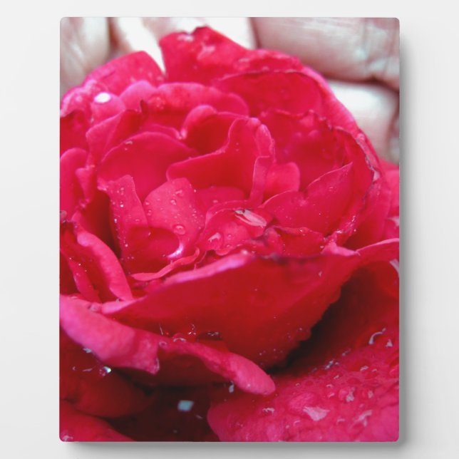 Rote Rose Fotoplatte (Vorderseite)