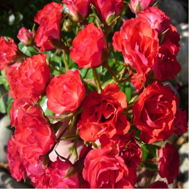 Rote Rose Freistehende Fotoskulptur (Vorne)