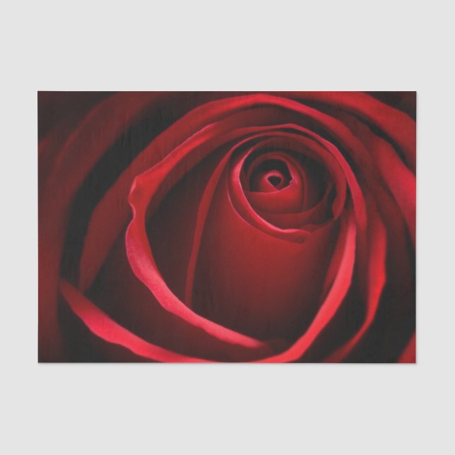 Rote Rose für das 10lb-Gewebepapier, weiß Seidenpapier (Vorderseite)
