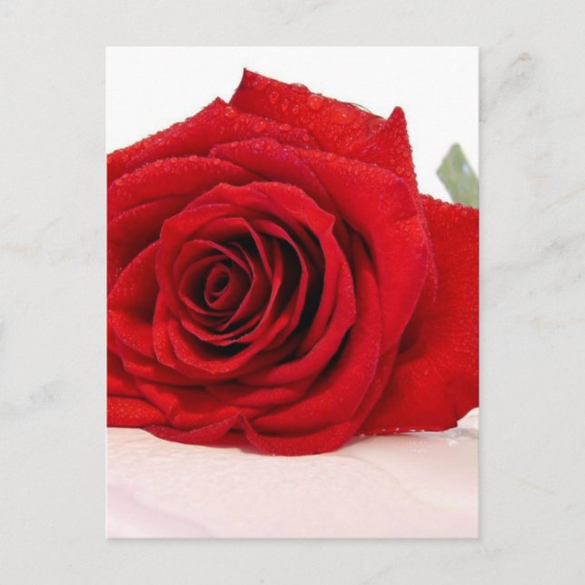 Rote Rose für langes Stechen Postkarte (Vorderseite)