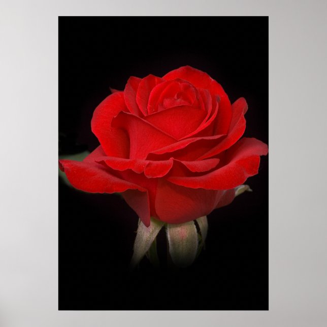 Rote Rose für Sie Poster (Vorne)