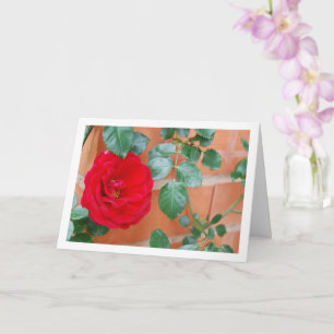 Rote Rose gegen Backsteinwand Karte