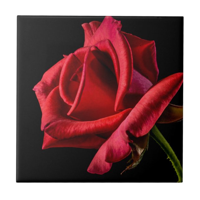 Rote Rose gegen schwarzen Hintergrund Fliese (Vorderseite)