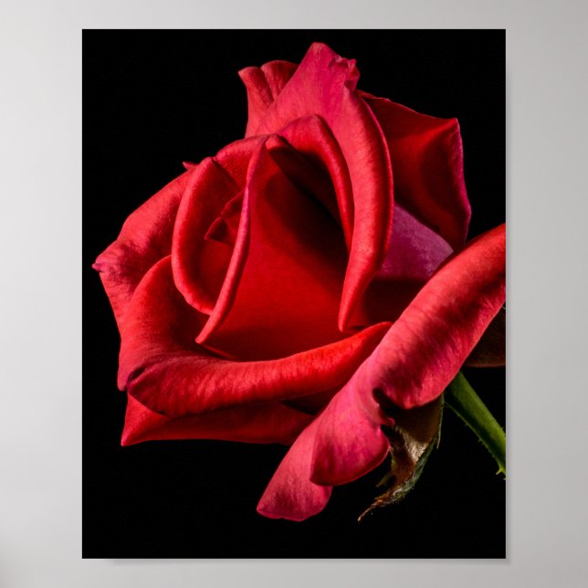 Rote Rose gegen schwarzen Hintergrund Poster (Vorne)