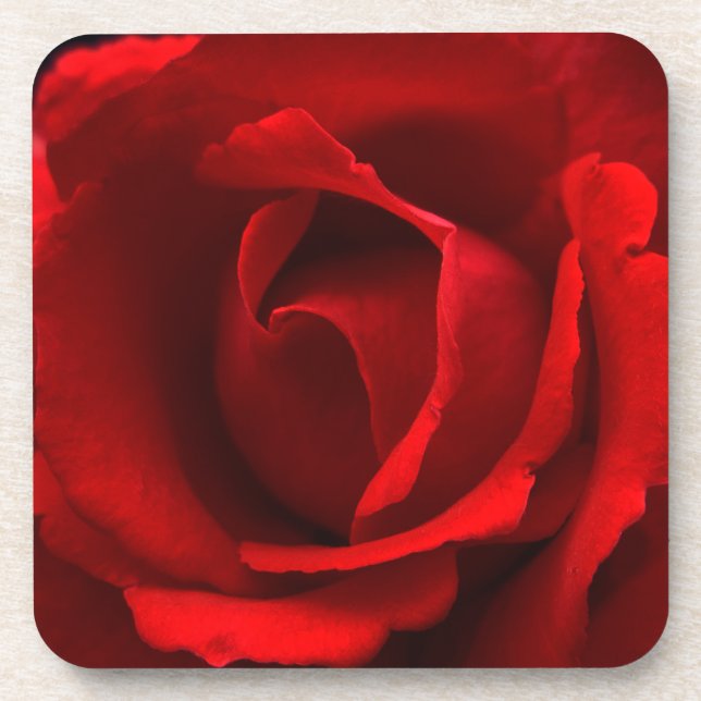 Rote Rose Getränkeuntersetzer (Vorderseite)