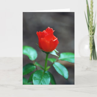 Rote Rose Grußkarte leer innen Karte
