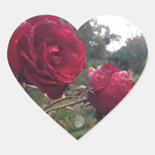 Rote Rose Herz-Aufkleber
