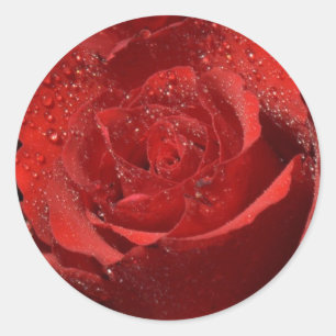 Rote Rose Hochzeitsticker und Umschlag Aufkleber