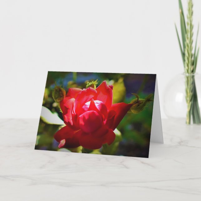 Rote Rose, Karte (Vorderseite)