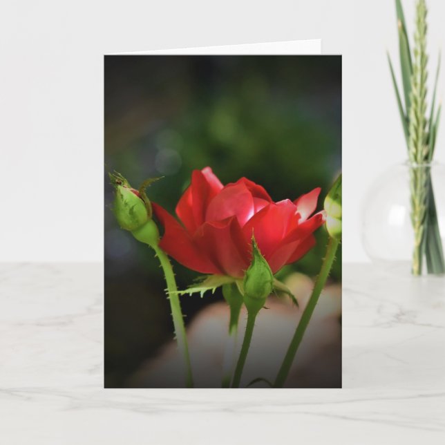 Rote Rose, Karte (Vorderseite)