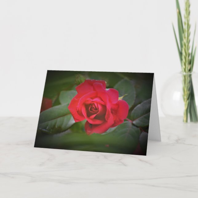 Rote Rose, Karte (Vorderseite)