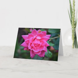 Rote Rose, Karte