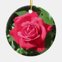 Rote Rose