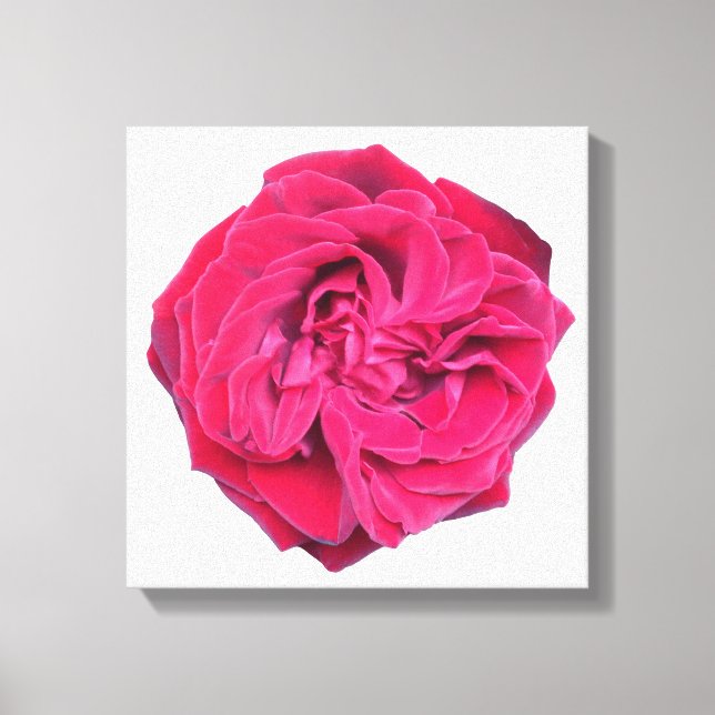 Rote Rose Leinwanddruck (Vorderseite)