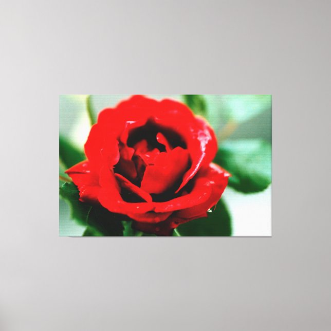 Rote Rose Liebe Canvas Leinwanddruck (Vorderseite)
