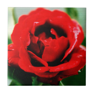 Rote Rose Liebe Fliese