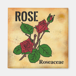 Rote Rose Linienkunst im Stil von gealtertem Papie Magnet