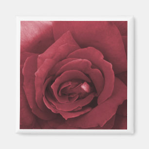 rote Rose Magnet