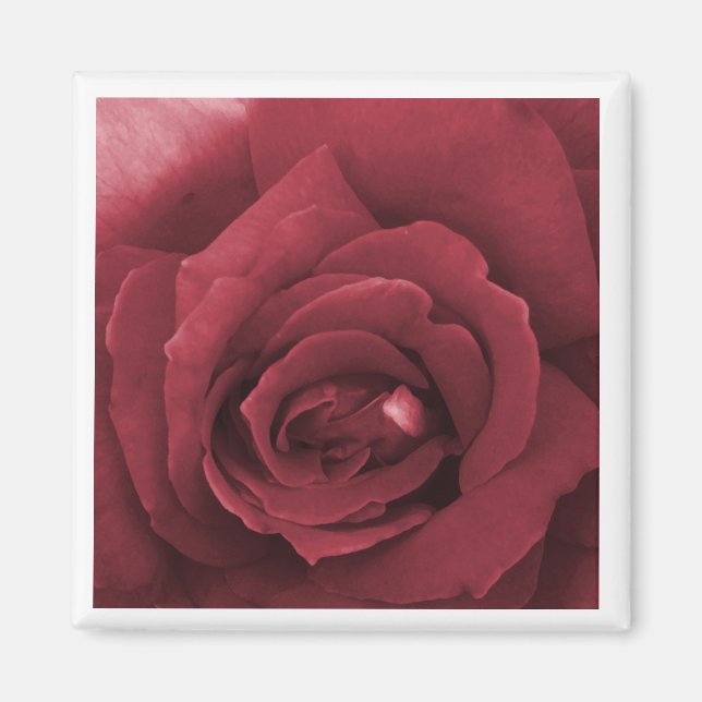 rote Rose Magnet (Vorne)