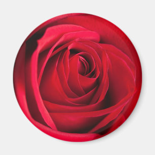 Rote Rose Magnet