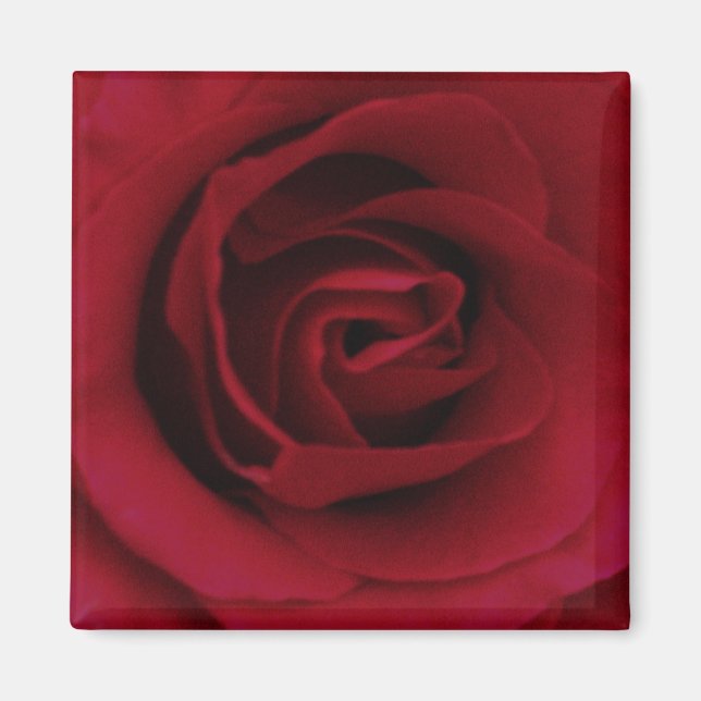 Rote Rose Magnet (Vorne)