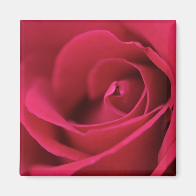 Rote Rose Magnet (Vorne)