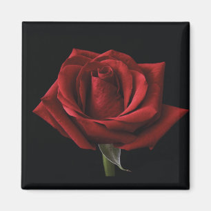 Rote Rose Magnet
