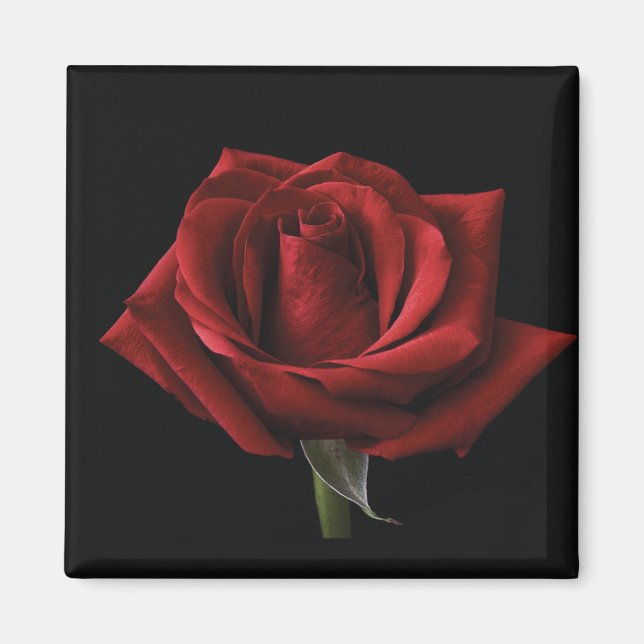 Rote Rose Magnet (Vorne)
