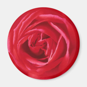 Rote Rose Magnet